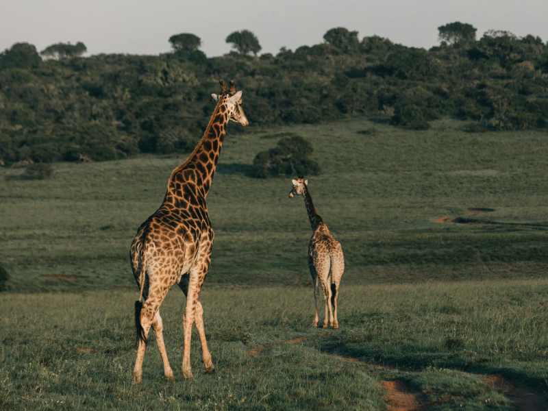 Lake Nakuru Day Trip Tours – Big 5 Game Drive